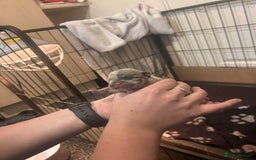 French Bulldog dogs for sale: Two gorgeous French bulldog males  - Advert 7