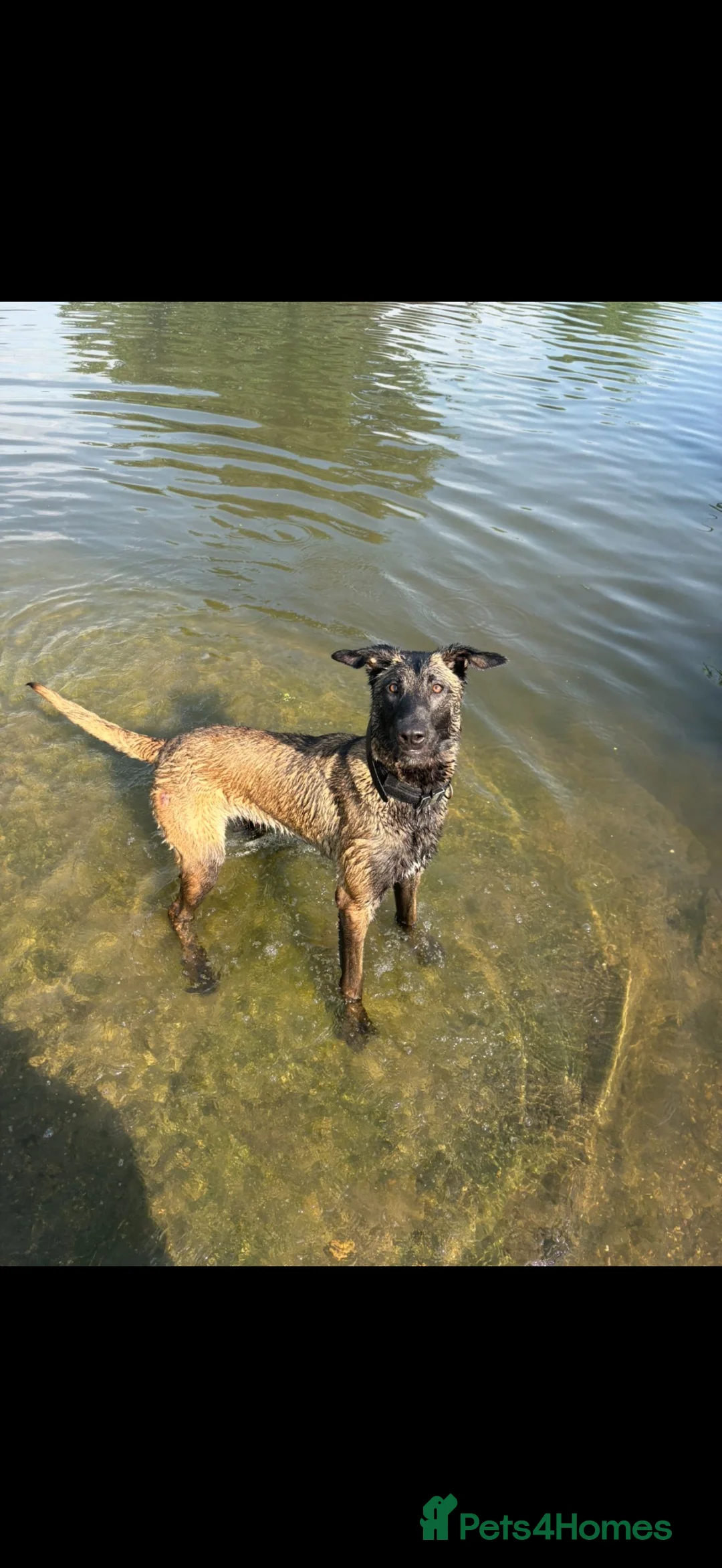 Belgian Shepherd Dog dogs for sale: Trauma 11 months old  in Cambridge - Advert 2