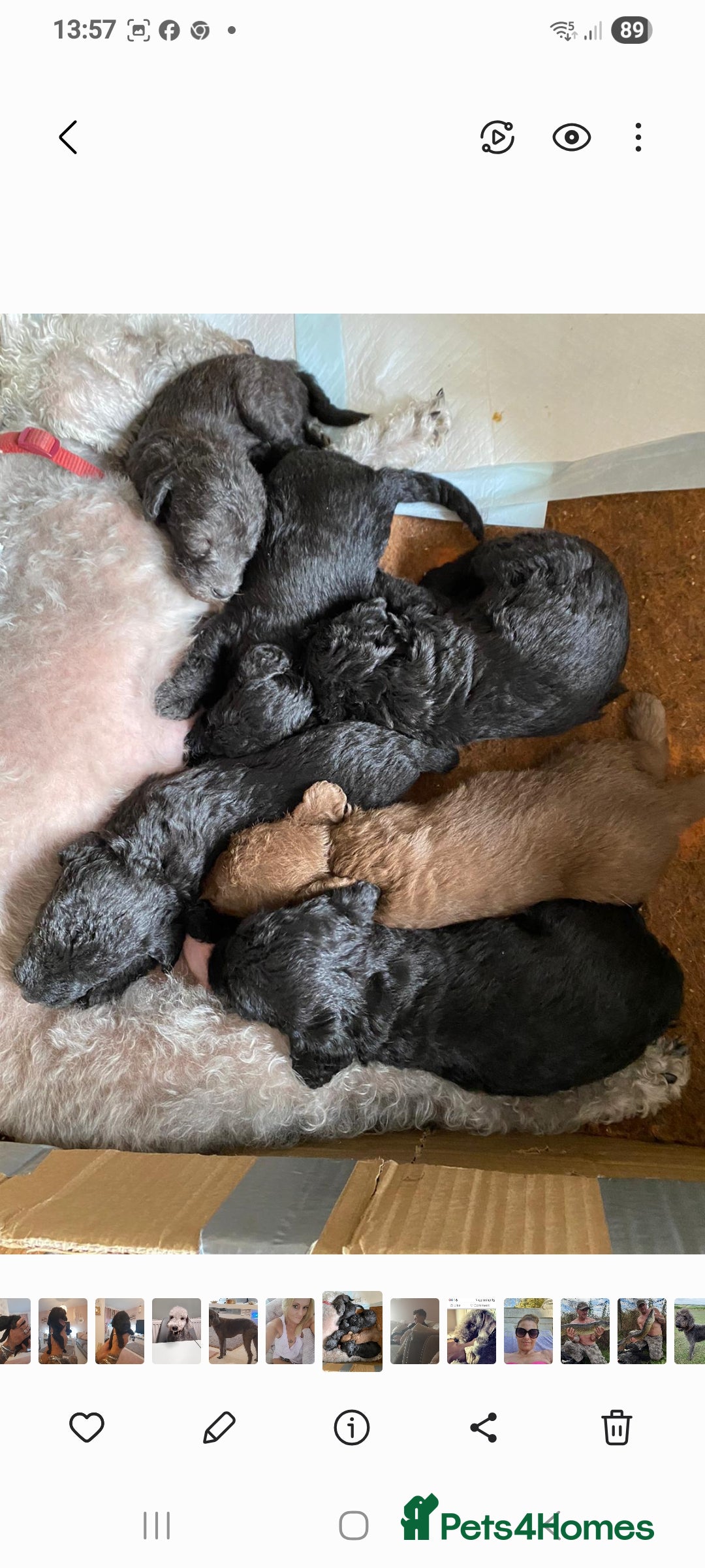 Bedlington Terrier dogs for stud: Bedlington for stud  in Chesterfield - Image 23
