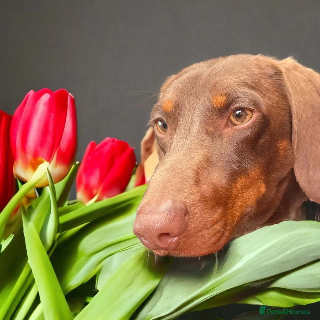 Miniature Dachshund dogs for stud: STUNNING MINIATURE DACHSHUND AVAILABLE AT STUD in Grays - Advert 25