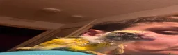 Parakeets birds for sale: Hand reared hand tame kakariki - Advert 8