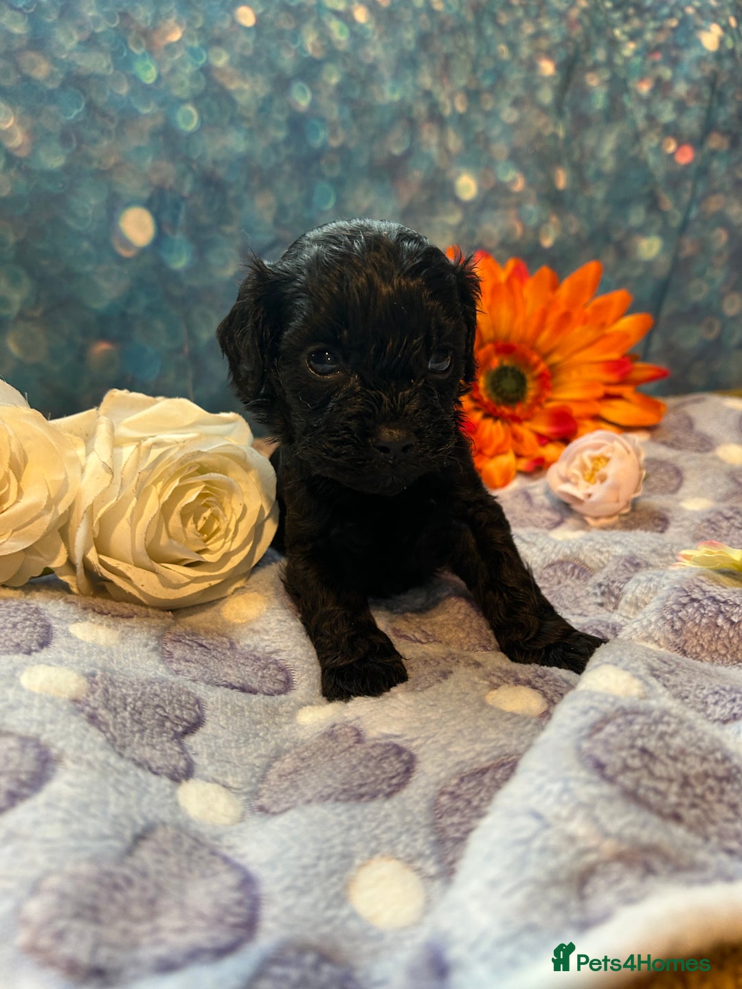 Cavapoo dogs for sale: F1 Cavapoo puppies 🐶  - Advert 3