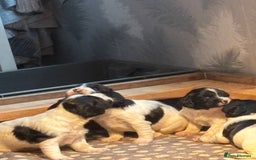 English Springer Spaniel dogs for sale: Springer spaniel pups  - Advert 2