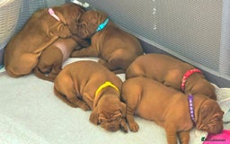 Hungarian Vizsla dogs for sale: Adorable vizsla puppies, exceptional pedigree - Image 28