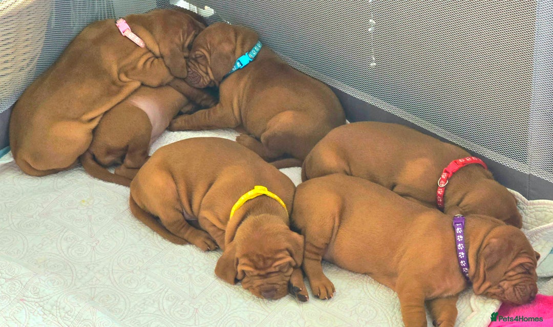Hungarian Vizsla dogs for sale: Adorable vizsla puppies, exceptional pedigree - Image 28