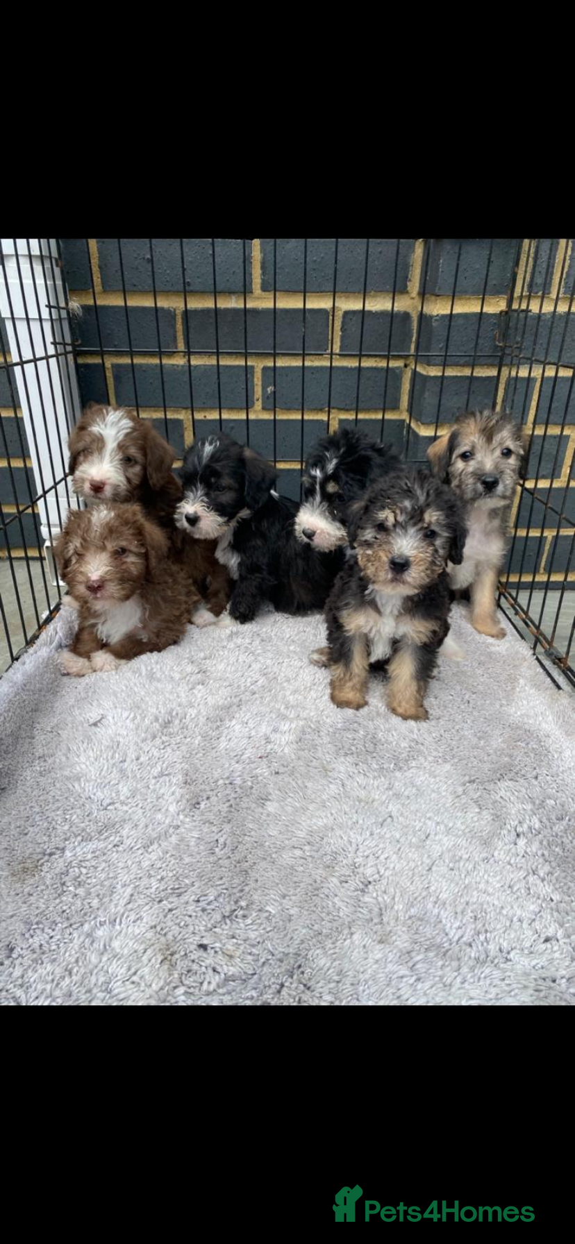 Mixed Breed dogs for sale: Bedlington x Jack Russell - Advert 1