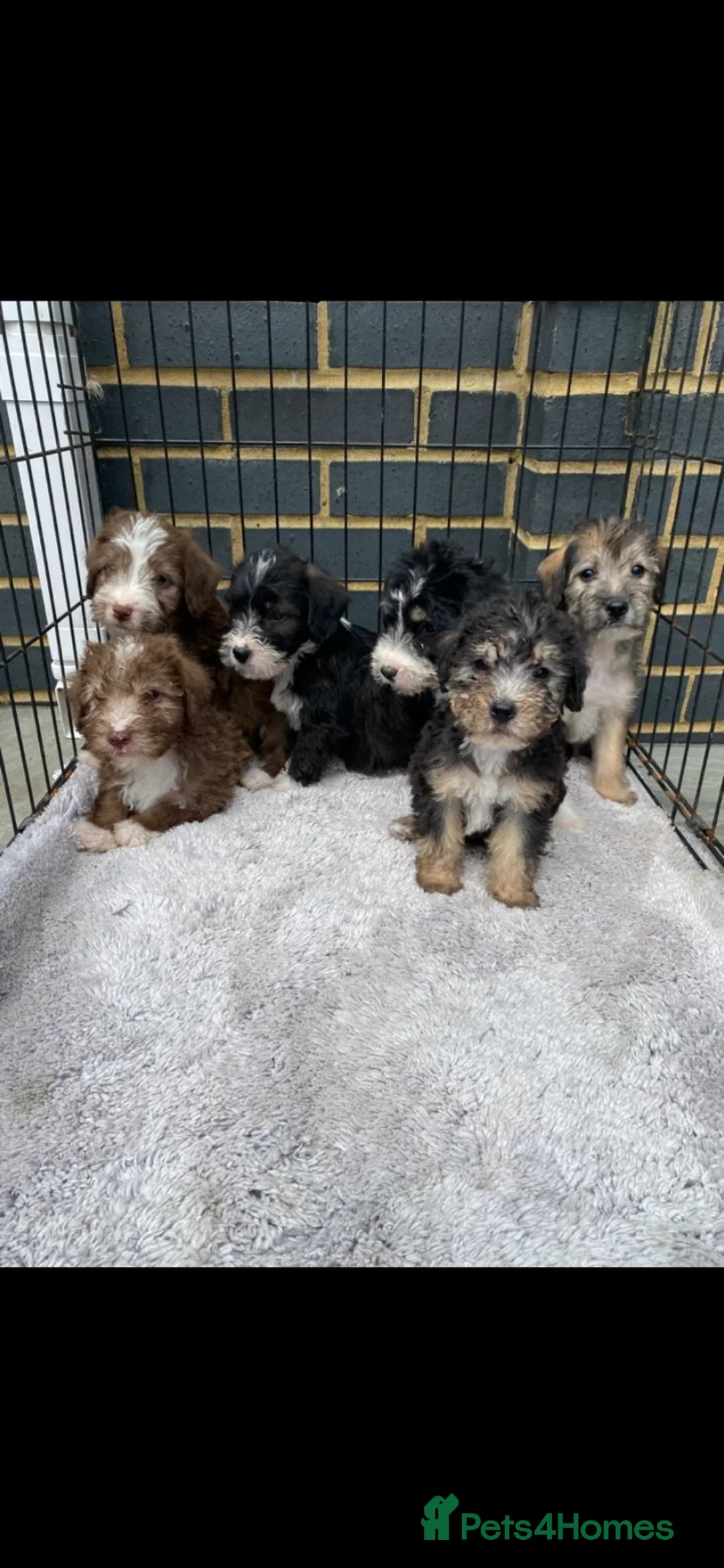 Mixed Breed dogs for sale: Bedlington x Jack Russell - Advert 1