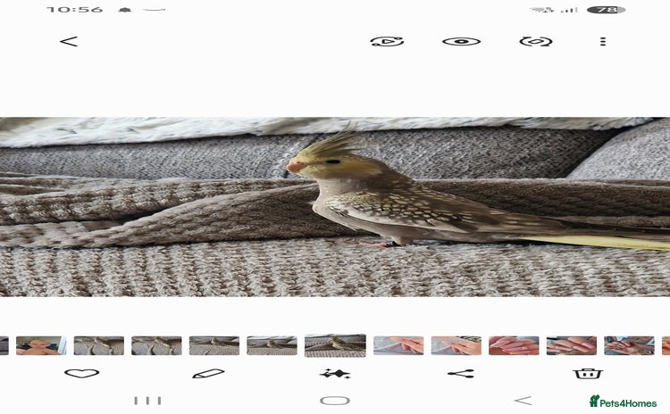 Cockatiels birds - Advert 1