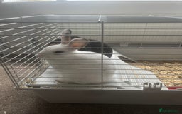 English Lop rabbits for sale: Two adorable baby rabbits and a new double hutch  - Image 2