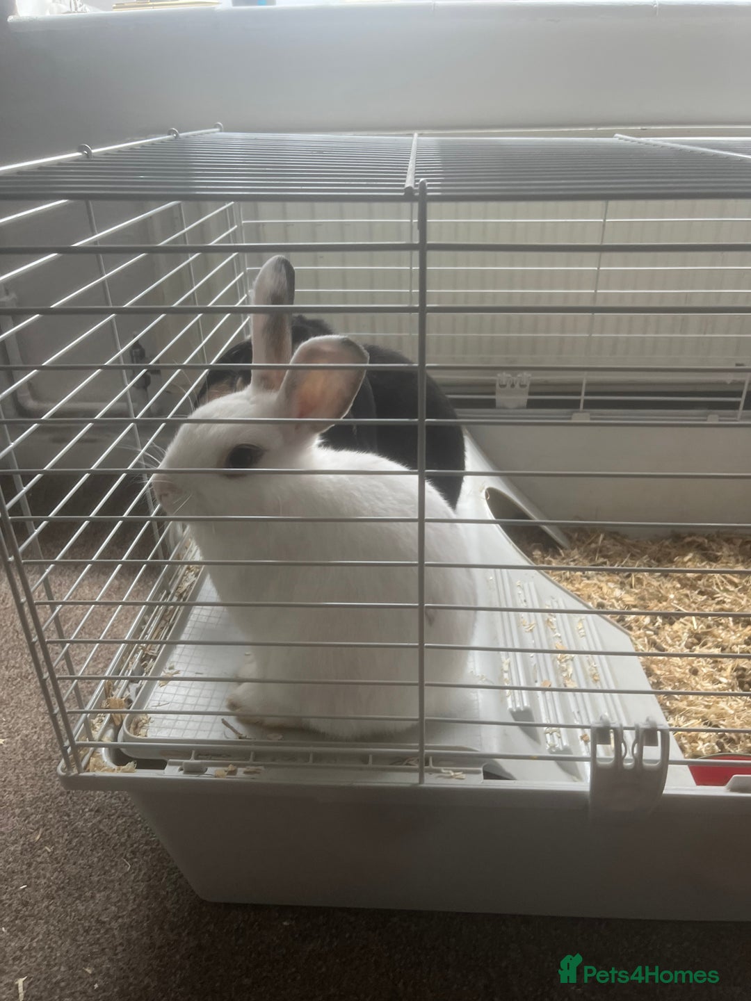 English Lop rabbits for sale: Two adorable baby rabbits and a new double hutch  - Image 2