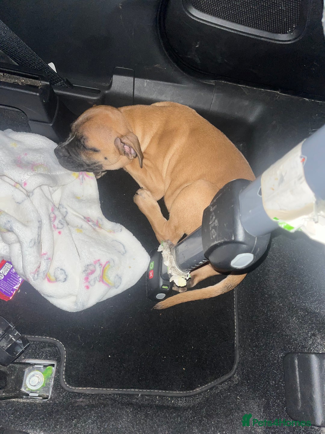 Staffordshire Bull Terrier dogs for sale: Beautiful Staffy pups  in Shrewsbury - Image 3