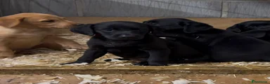 Labrador Retriever 7