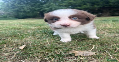 Border Collie dogs - Advert 6