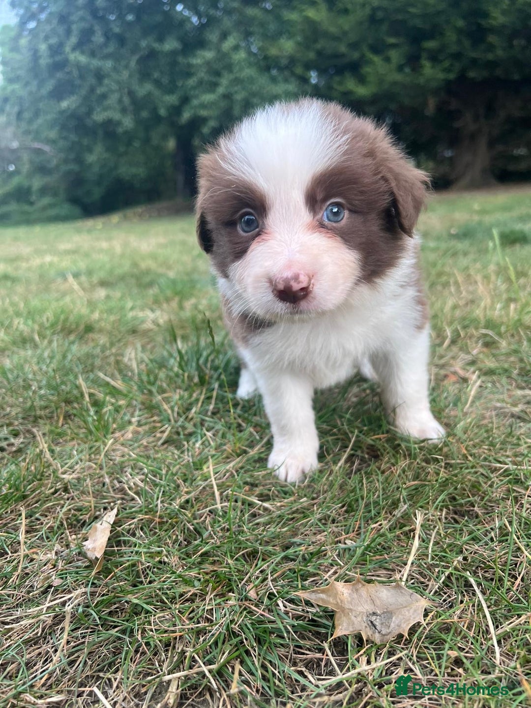 Border Collie dogs for sale: Kennel Club Border Collie Puppies For Sale - Image 6