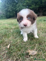 Border Collie dogs - Advert 3