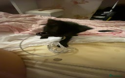 Mixed Breed dogs for sale: kitten - Image 7