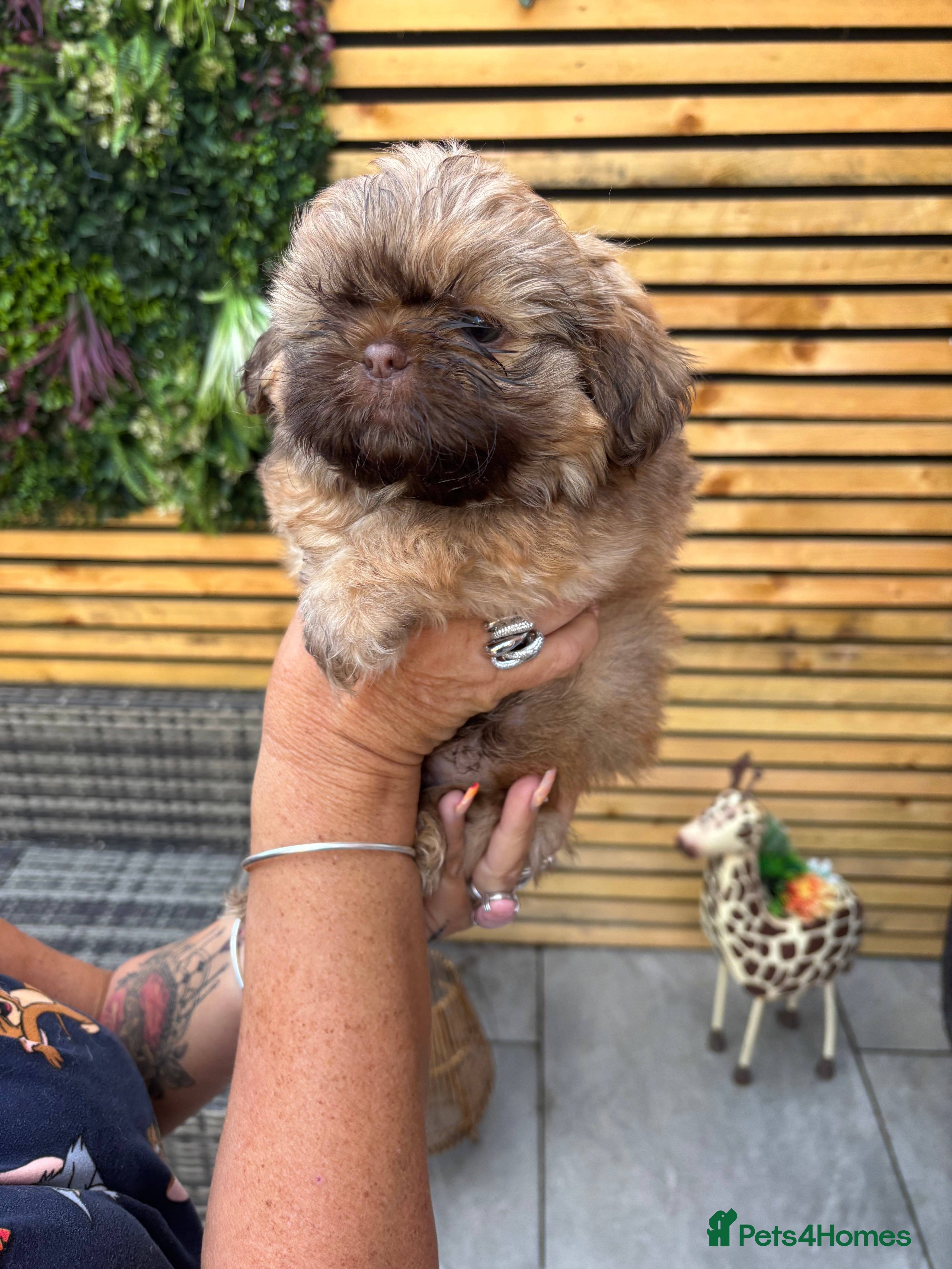 Shih Tzu dogs Imperial shihtzu - Advert 20