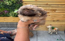 Shih Tzu dogs for sale: Imperial shihtzu - Image 1