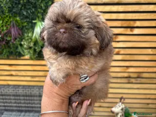 Shih Tzu dogs Imperial shihtzu - Advert 20