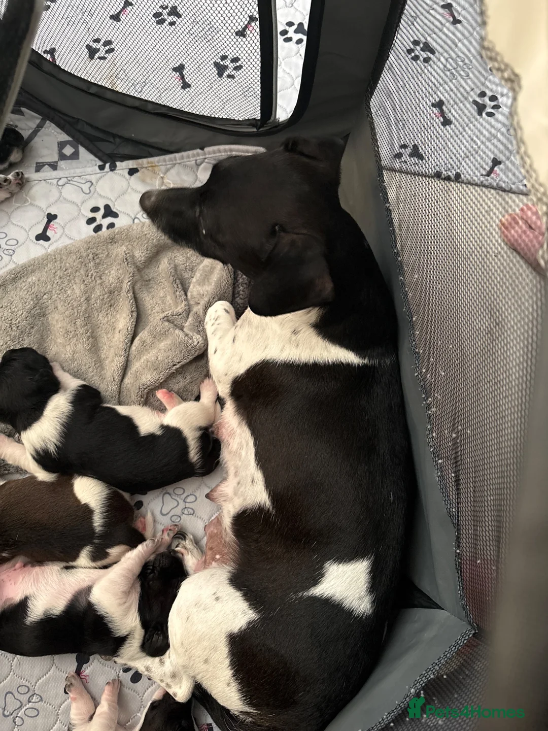 Patterjack dogs for sale: 4 boy Patterjack puppies - Advert 10