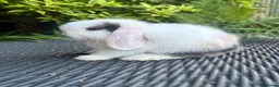 Mini Lop rabbits for sale: Ready to leave. Mini lop babies  - Advert 7