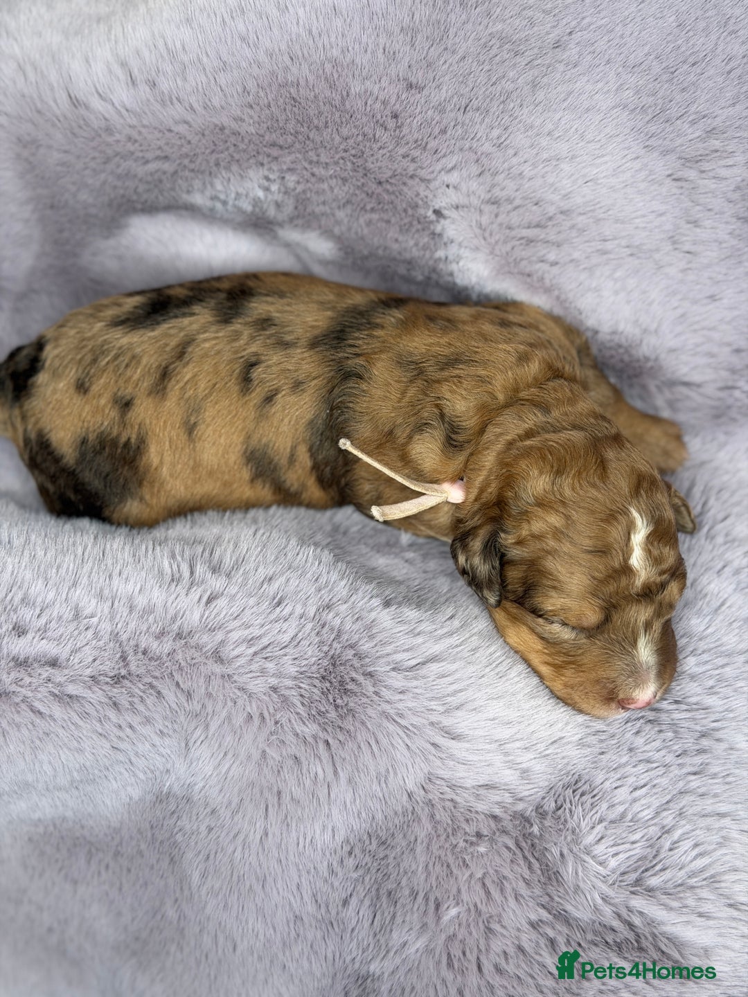 Bernedoodle dogs for sale: Miniature Bernedoodle Puppies - Image 32