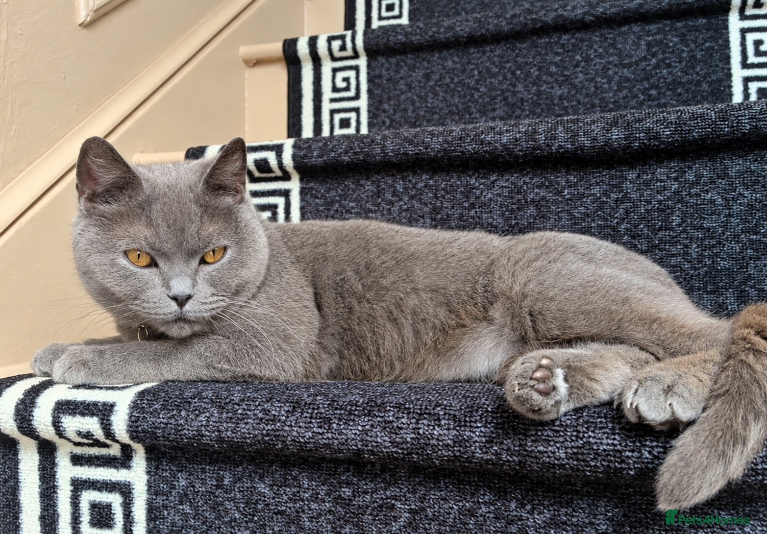 British Shorthair cats beautiful British short hair Female Spayed  - Advert 1