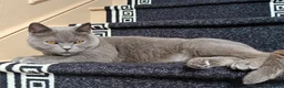 British Shorthair cats for sale: beautiful British short hair Female Spayed  in Merthyr Tydfil - Advert 1