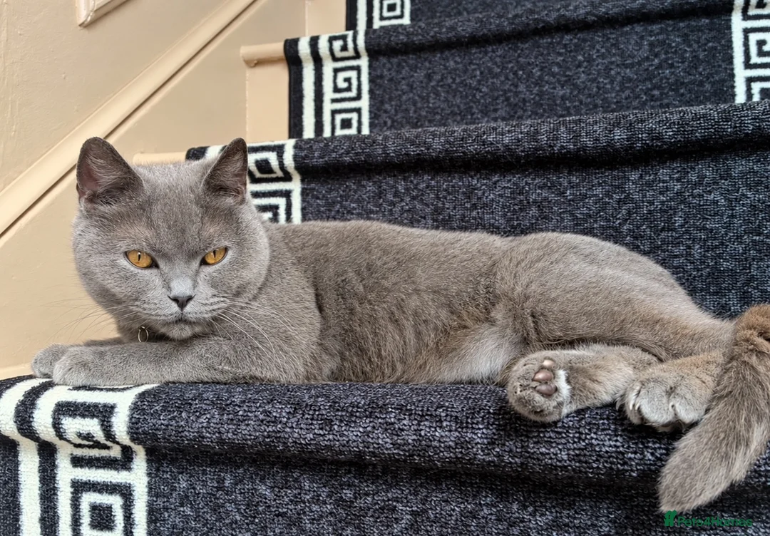 British Shorthair cats for sale: beautiful British short hair Female Spayed  in Merthyr Tydfil - Advert 1