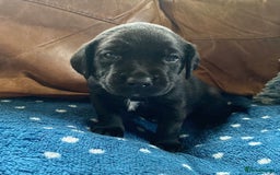 Springador dogs for sale: STUNNING SPRINGADOR PUPPIES  - Image 2