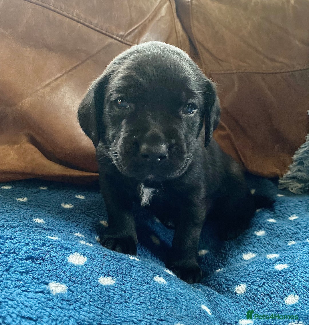 Springador dogs for sale: STUNNING SPRINGADOR PUPPIES  - Image 2