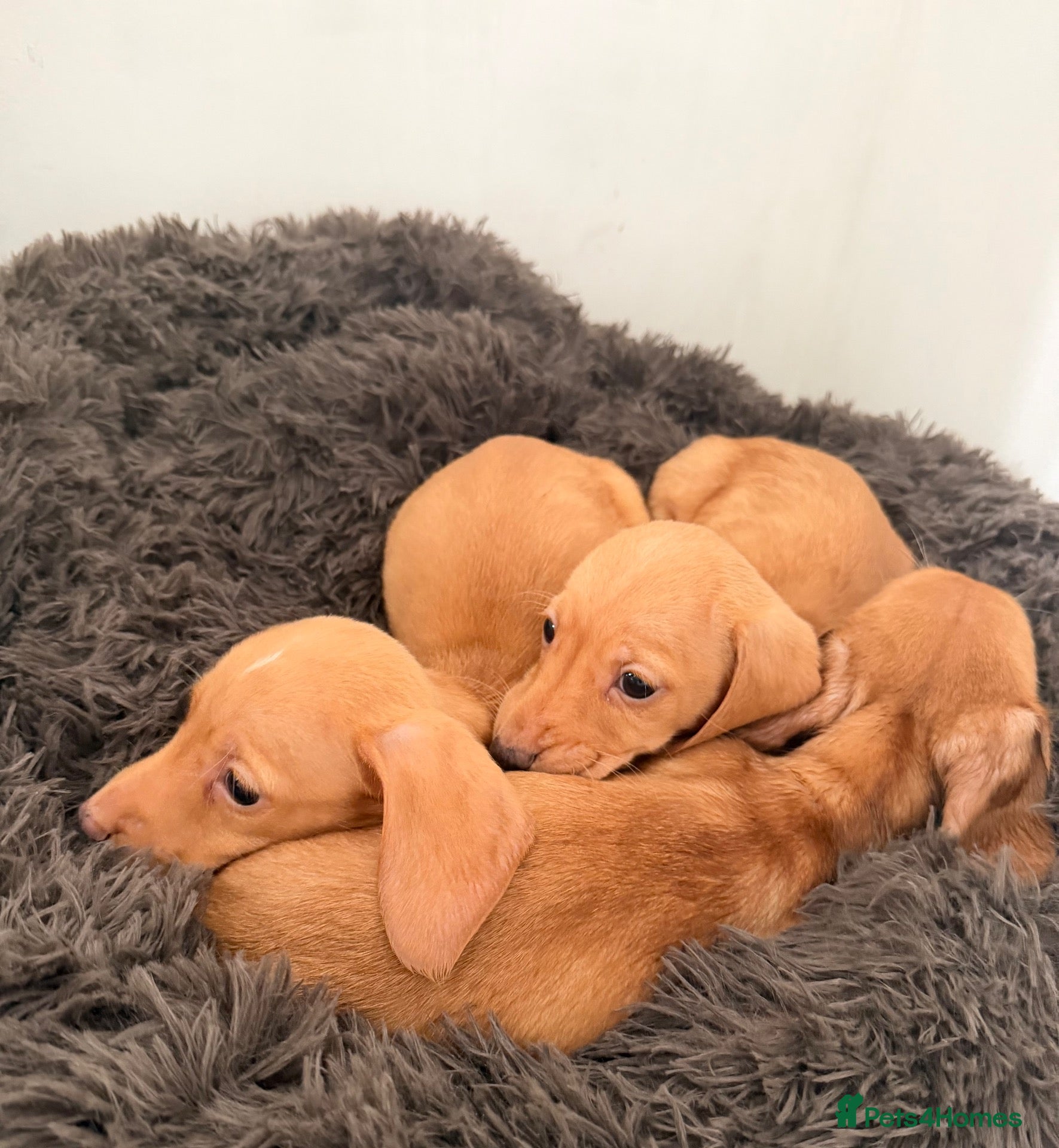 Dachshund dogs for sale: Cream boy girl dachshund puppies  - Advert 1