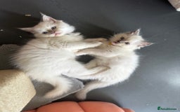 Ragdoll cats for sale: Adorable Ragdoll Kittens Seeking Forever Homes - Image 4
