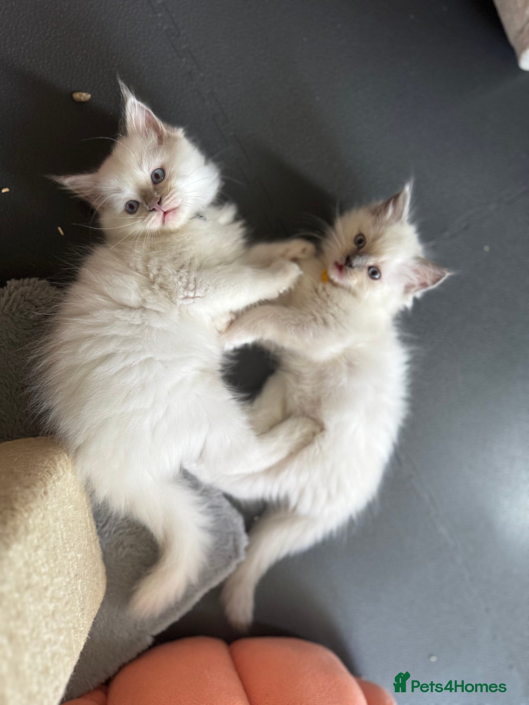 Ragdoll cats for sale: Adorable Ragdoll Kittens Seeking Forever Homes - Image 4