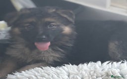 German Shepherd dogs for sale: Stunning long haired chunky German Shepard pups.  - Image 7