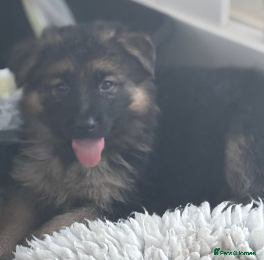 German Shepherd dogs for sale: Stunning long haired chunky German Shepard pups.  - Image 7