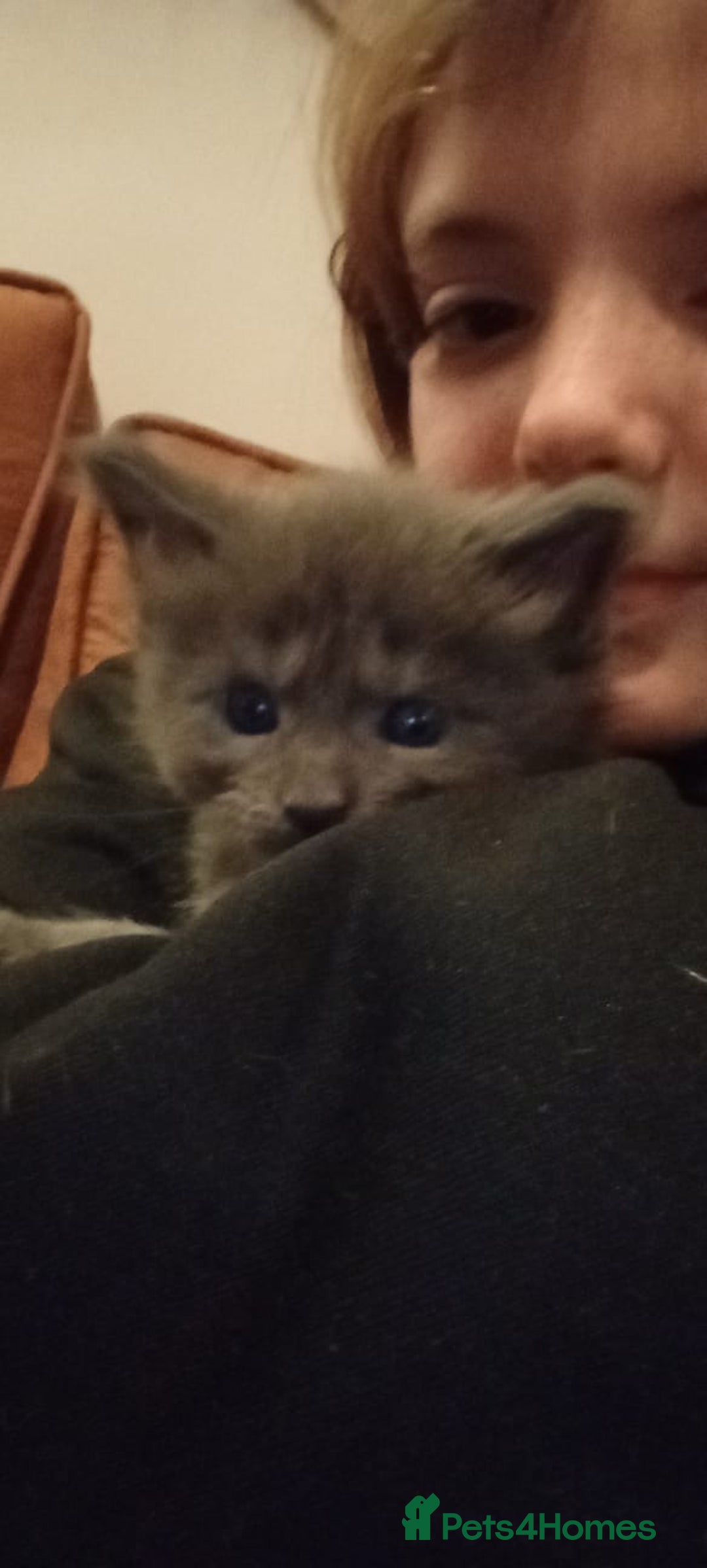 Maine Coon cats for sale: Beautiful Blue Maine Coon kittens - Advert 8