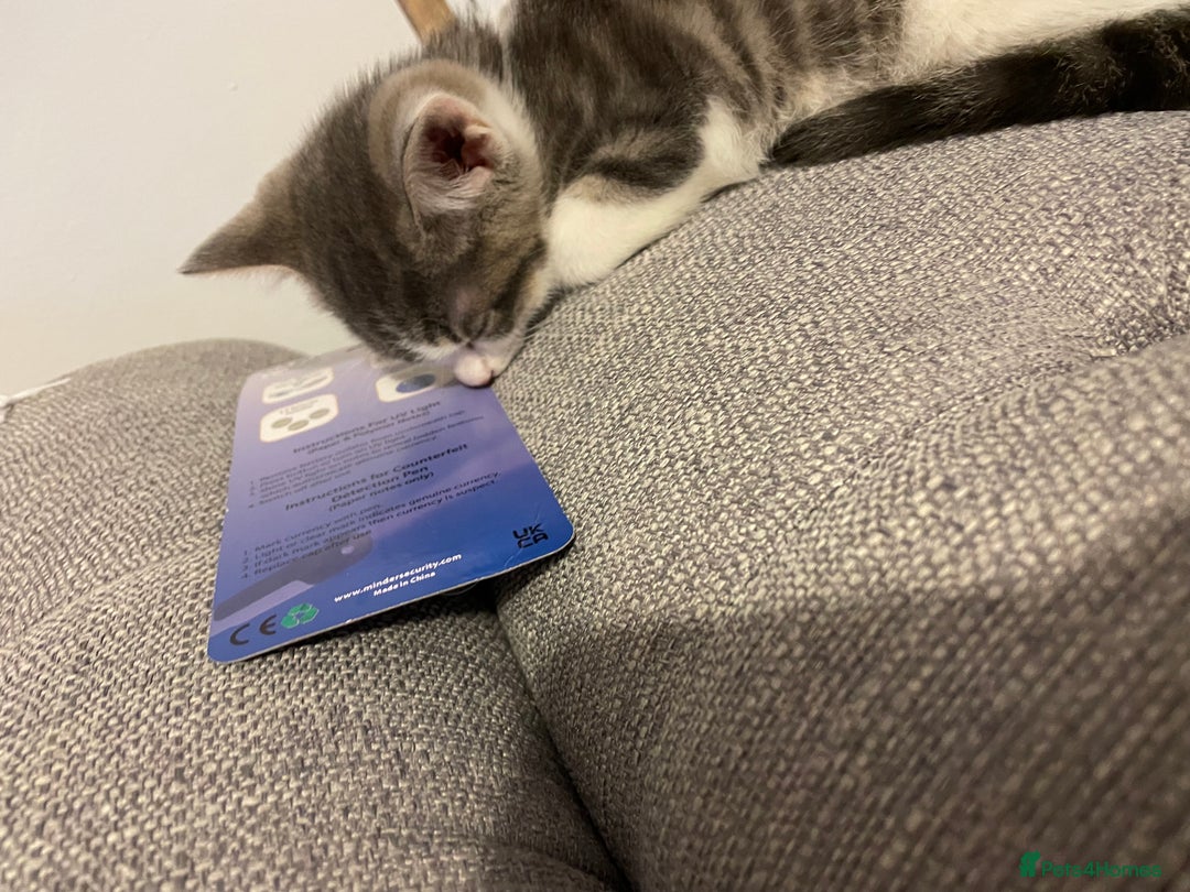 Mixed Breed cats for sale: Beautiful kittens  - Advert 3