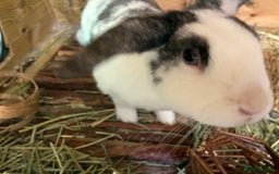 Mixed Breed rabbits for sale: Sweet Muffin - Image 3
