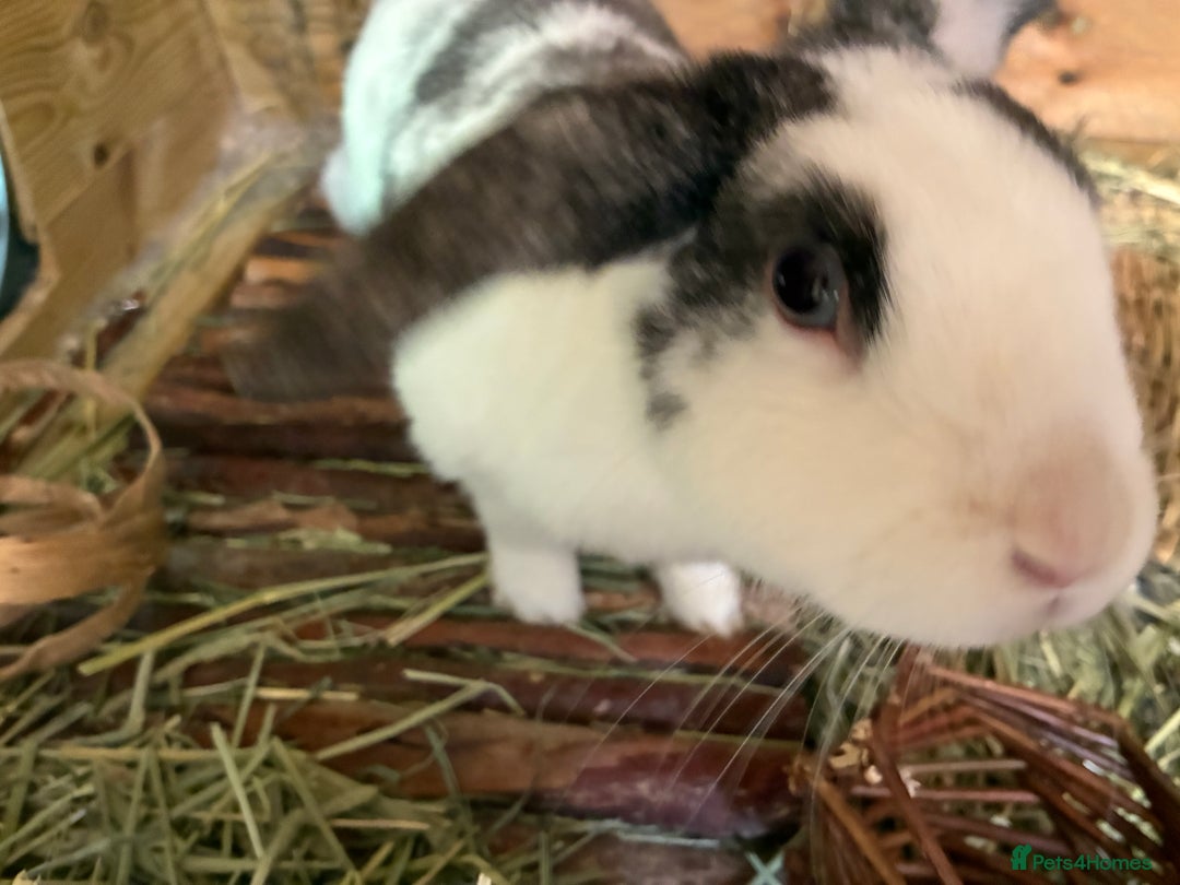 Mixed Breed rabbits for sale: Sweet Muffin - Image 3