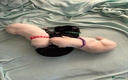 Mixed Breed dogs for sale: Huskador - Image 4