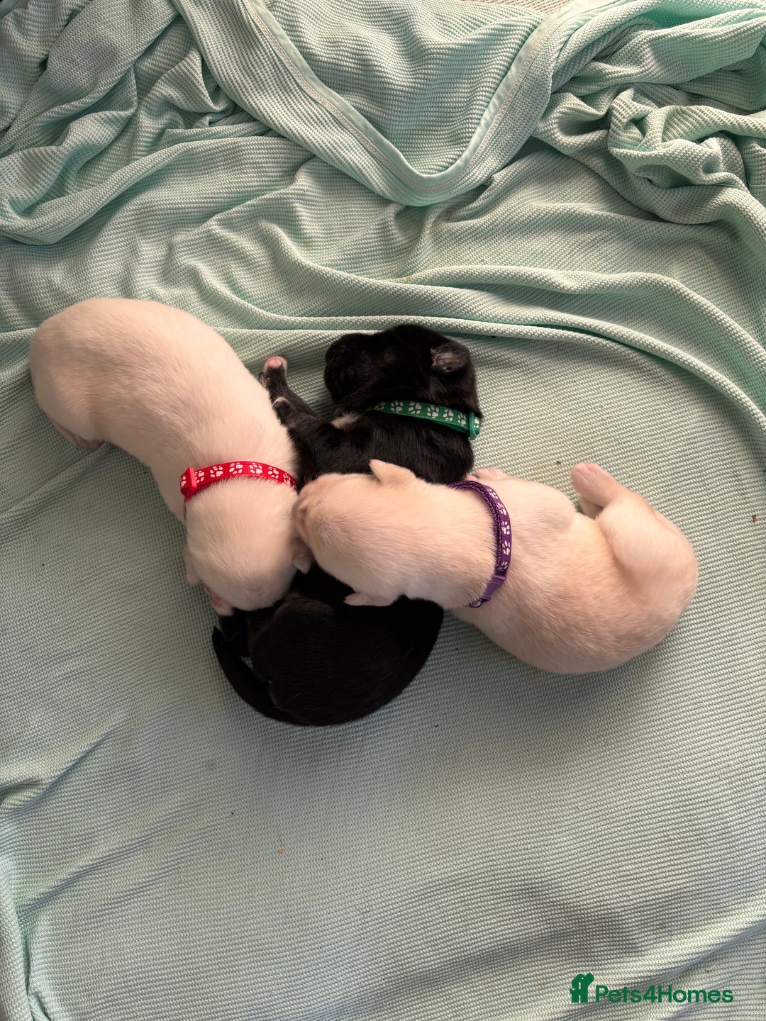 Mixed Breed dogs for sale: Huskador - Image 4