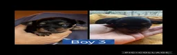 Mixed Breed dogs for sale: Beautiful Chihuahua x Dachshund x Shih Tzu Puppies in Troon - Advert 8