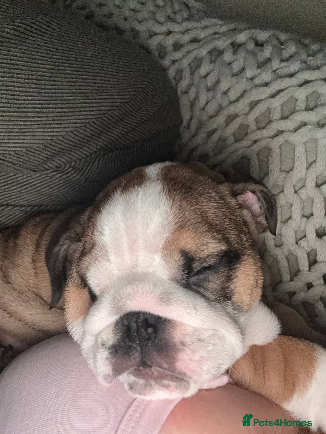 English Bulldog dogs for sale: English Bulldog Puppies🩵🩷 - Advert 11