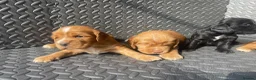 Cocker Spaniel dogs for sale: Show type cocker spaniels.  - Advert 8