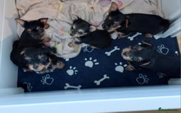 Yorkshire Terrier dogs for sale: YORKSHIRE TERRIER PUPPIES with OWN VET HEALTH CERT - Image 4