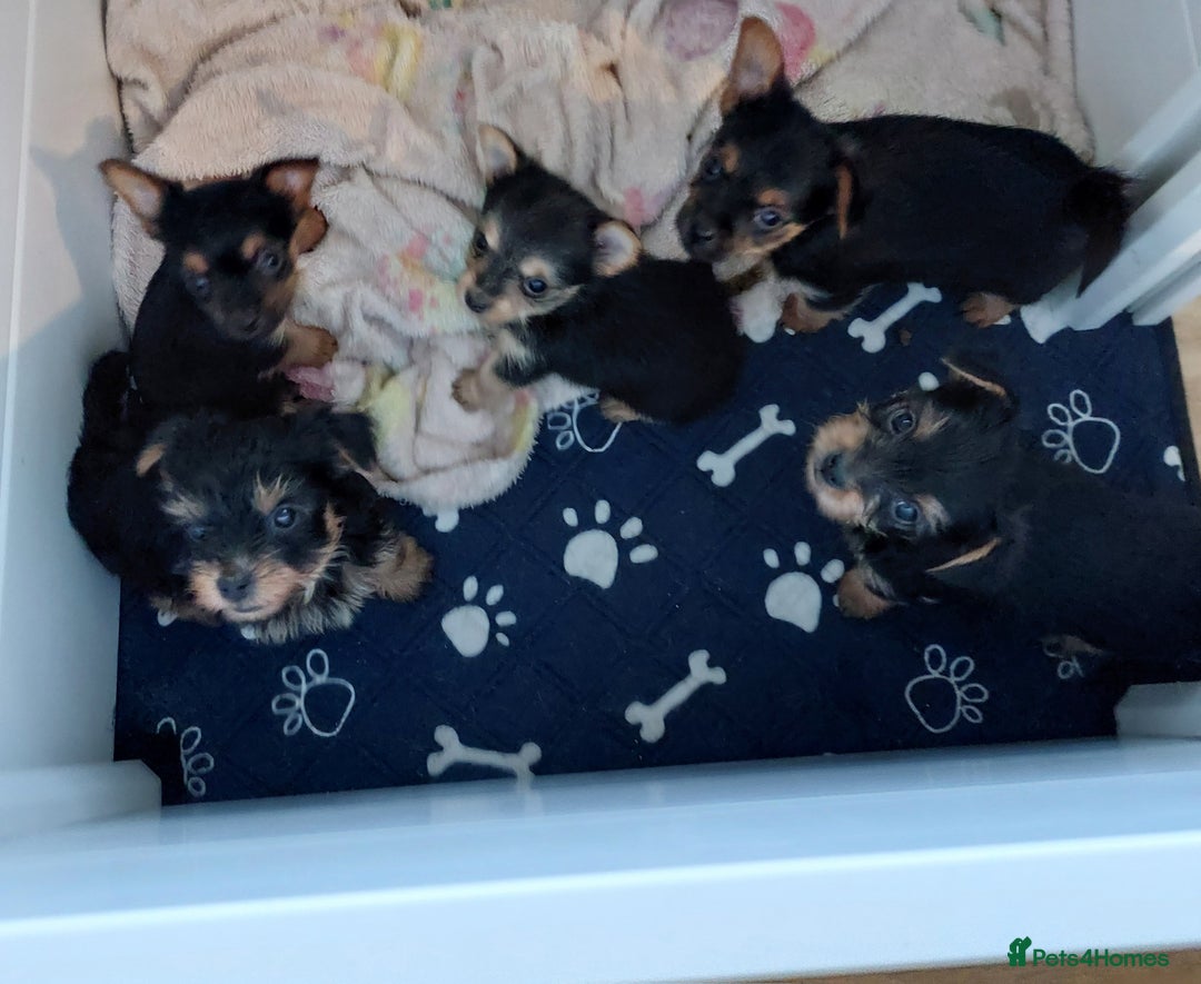 Yorkshire Terrier dogs for sale: YORKSHIRE TERRIER PUPPIES with OWN VET HEALTH CERT - Image 4