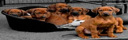 Rhodesian Ridgeback dogs for sale: Rhodesian Ridgeback Puppies - Advert 1