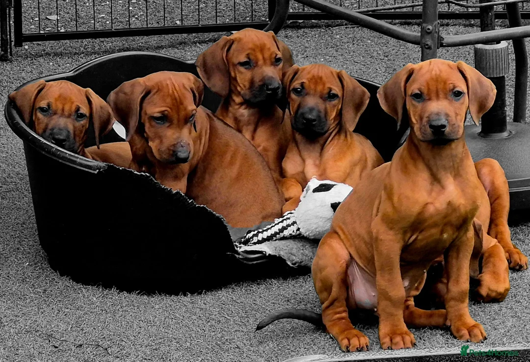 Rhodesian Ridgeback dogs for sale: Rhodesian Ridgeback Puppies - Advert 1