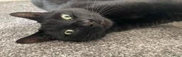 Mixed Breed cats for sale: Two boys aged 3 and 4 need loving homes in Wakefield - Advert 1